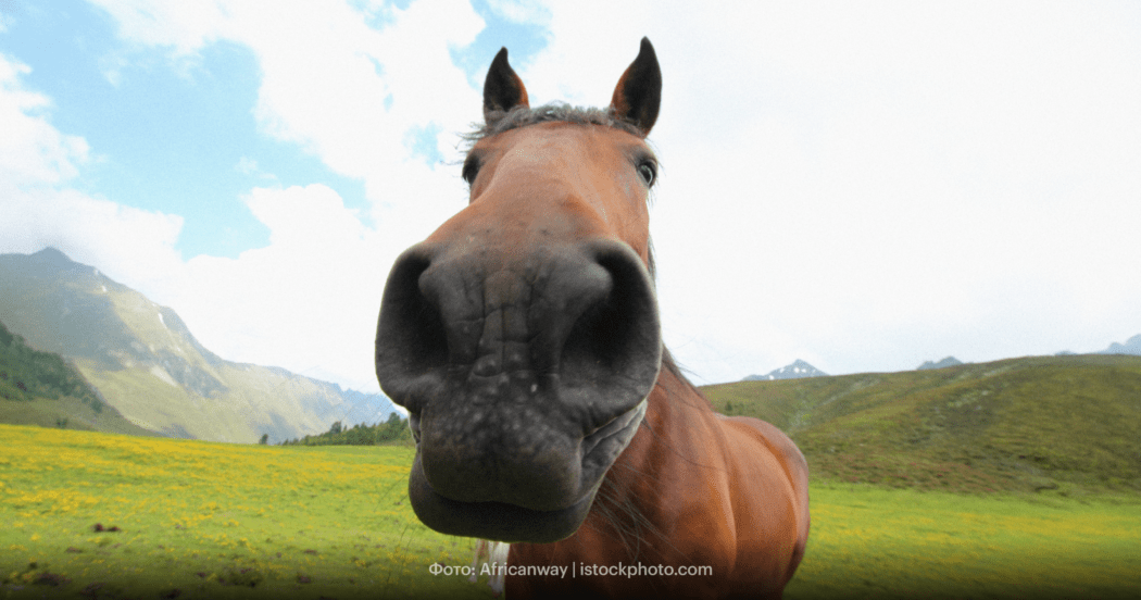 Тест: на каком коне вы въедете в 2026